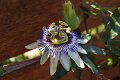 passion flower